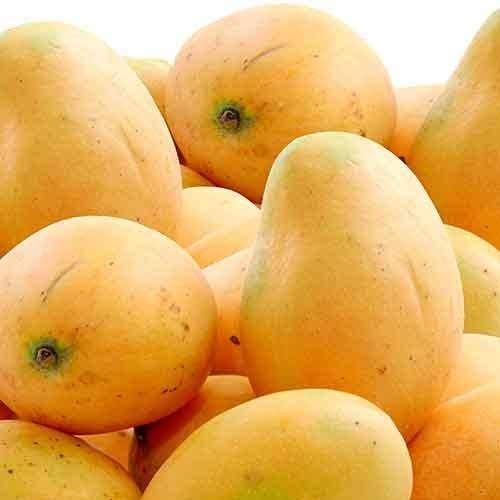 Fresh Banganpalli Mango 11 CT