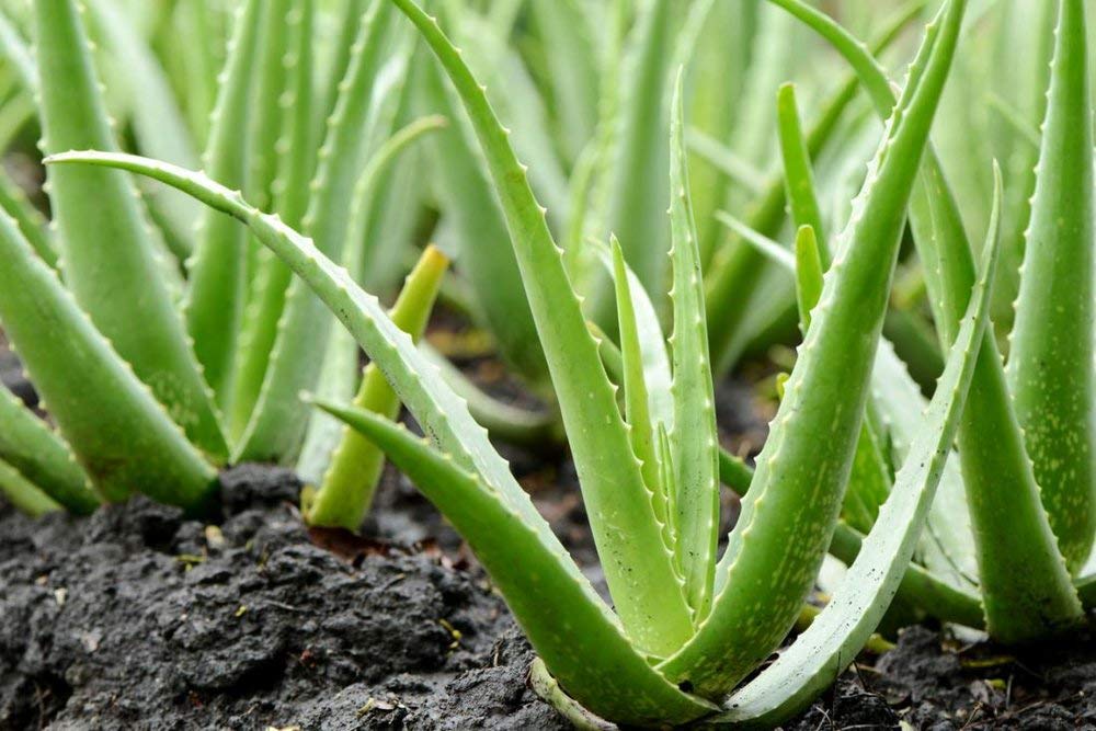 Himalayan Jadibuti Aloe Vera Powder 100 gm