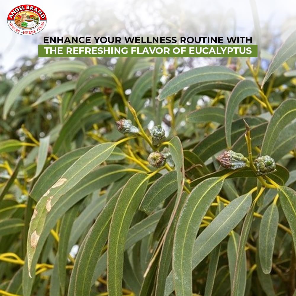 Eucalyptus (3 PACKS)