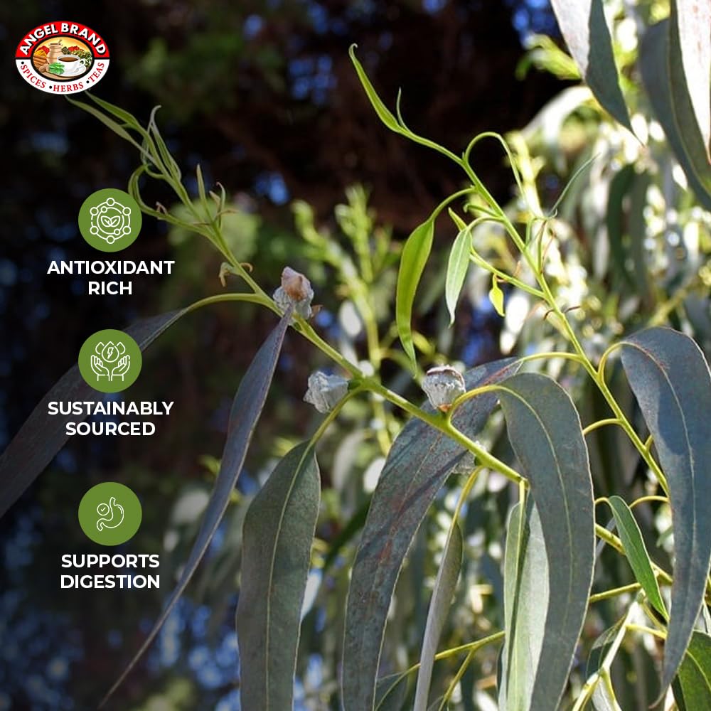 Eucalyptus (3 PACKS)