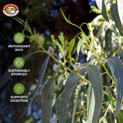 Eucalyptus (3 PACKS)
