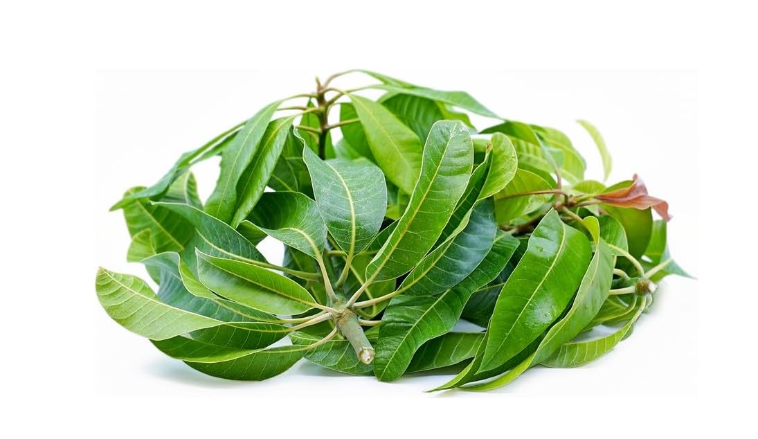 Fresh Mango Leaves (5 Leaves) ~ All Natural | Vegan | Gluten Friendly | NON-GMO | Product of USA