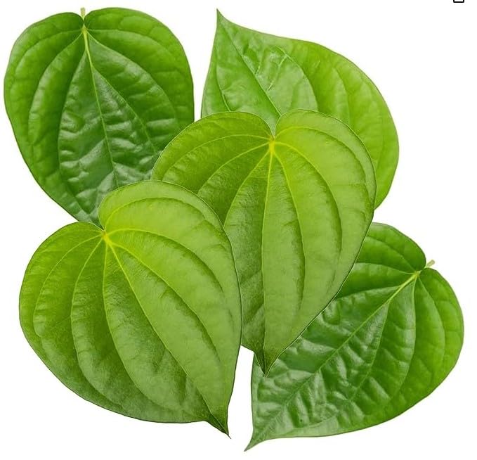 Fresh Paan Leaves (5 Leaves) ~ All Natural | Vegan | Gluten Friendly | NON-GMO | Product of USA