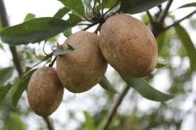 Fresh Sapodilla (Nispero) 3lb