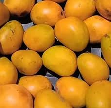 Fresh Alphonso Mango 11 CT