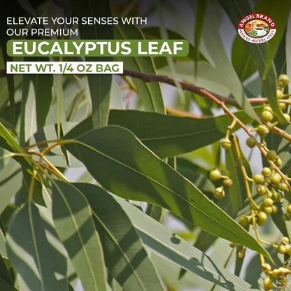 Eucalyptus (3 PACKS)